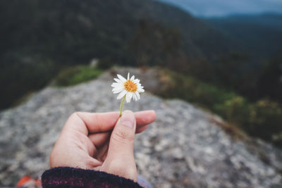 Close-up of hand holding flower against blurred background