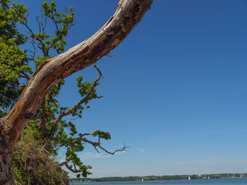 Low angle view of tree against clear blue sky