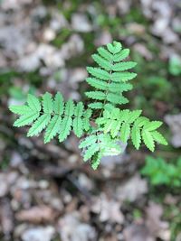 High angle view of plant growing on field