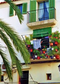 Potted plants in balcony