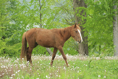 Horse standing in a field