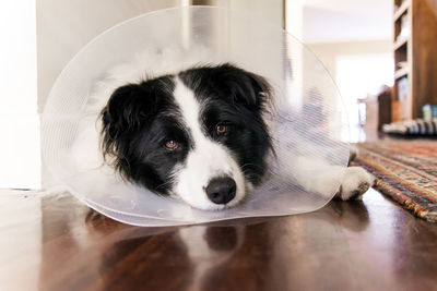 Portrait of border collie wearing cone collar while relaxing on floor at home