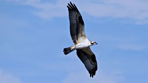 Low angle view of birds flying in sky