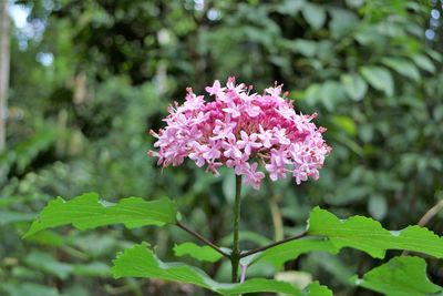 Close-up of pink flowers