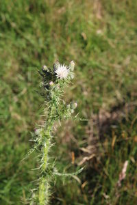 Close-up of bee on flower