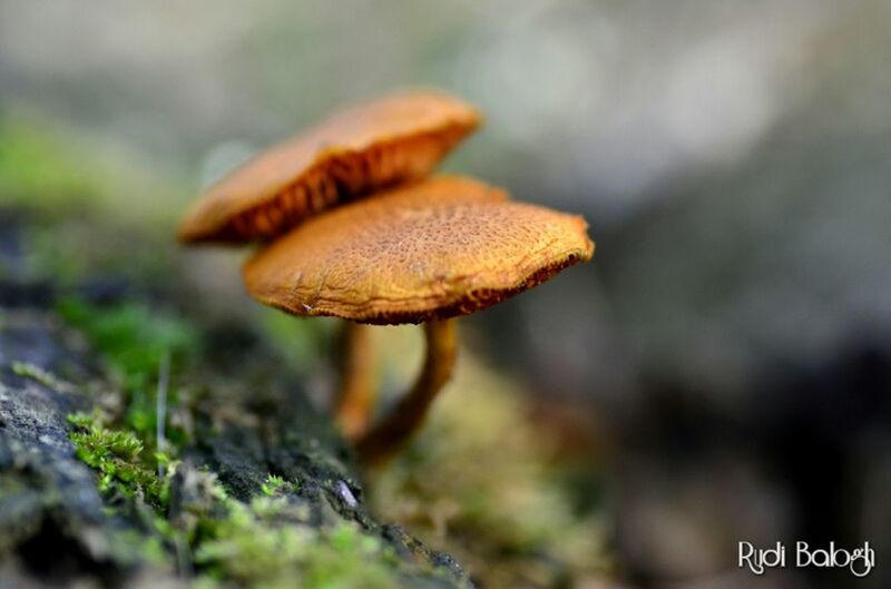 mushroom, fungus, focus on foreground, close-up, growth, selective focus, nature, forest, toadstool, beauty in nature, plant, growing, freshness, day, tranquility, outdoors, no people, fragility, uncultivated, field