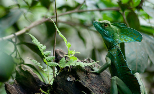 Close-up of lizard on tree