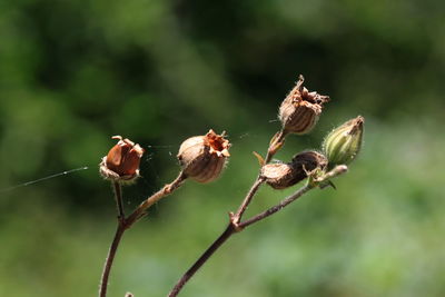 Close-up of dry plant