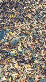 Leaves on ground