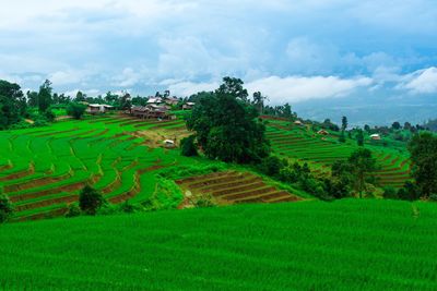 Scenic view of agricultural field against sky