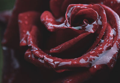 Wet rose close-up