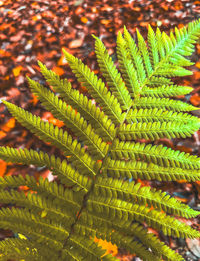 leaf