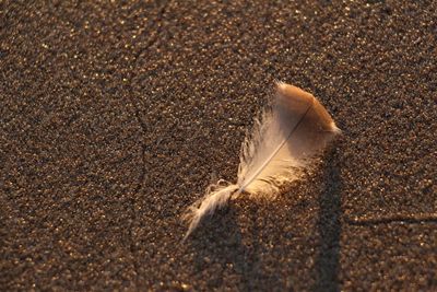 High angle view of feather on sand