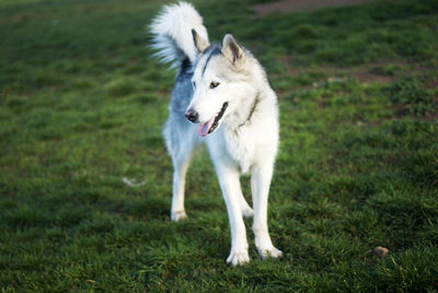 Full length of a dog on field