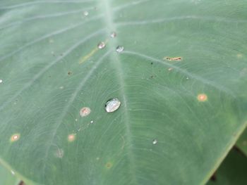 leaf