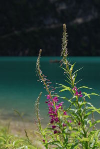 Close-up of plants growing on land