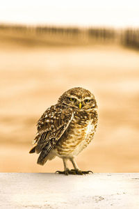 Close-up of bird