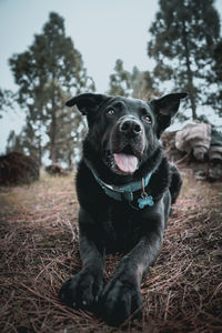 Portrait of a dog on field