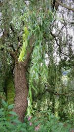 Plants growing on tree in forest