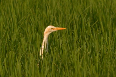 Great egret in grassy field