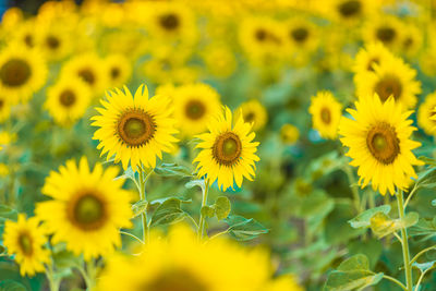 Close-up of yellow flowering plant on field