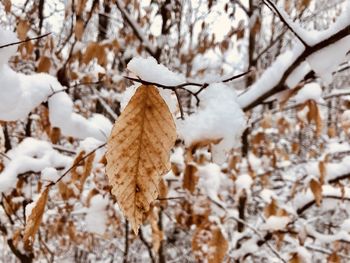 Close-up of snow covered plant