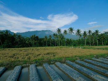 Trees on field against cloudy sky