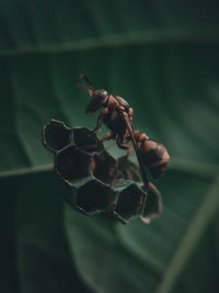 Close-up of insect on flower