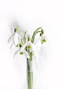 Close-up of white flowering plant