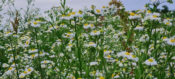 Close-up of flowering plants on field