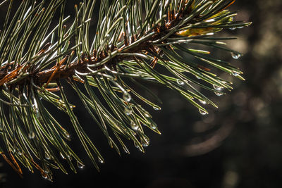 Close-up of raindrops on pine tree