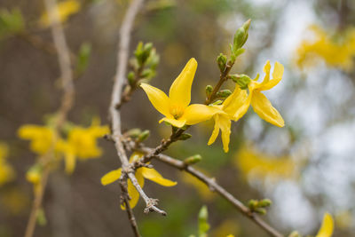 Close-up of yellow flowering plant