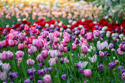 Close-up of pink tulips in field