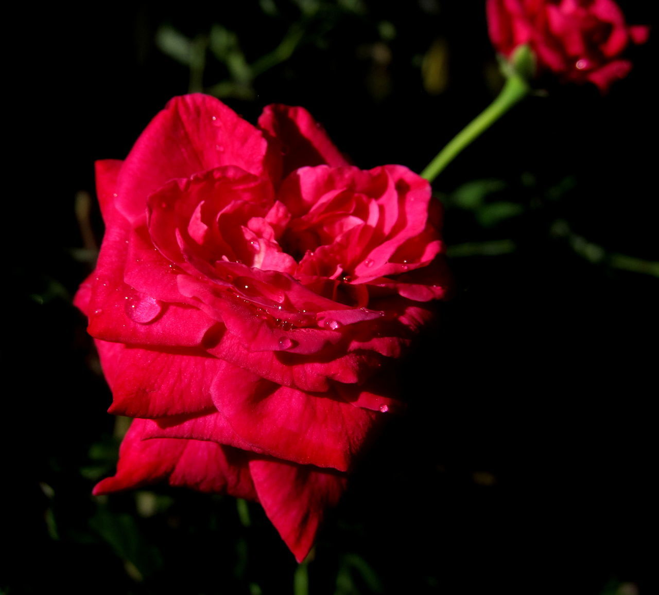 flower, petal, nature, beauty in nature, growth, no people, flower head, fragility, plant, close-up, outdoors, red, freshness, night, blooming