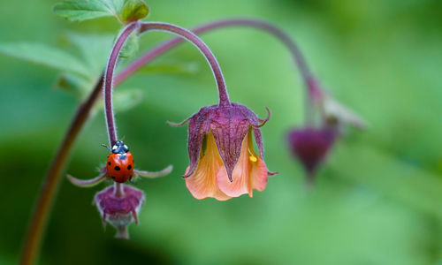 Close-up of ladybug on flower