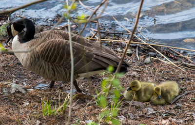 Ducks in a lake