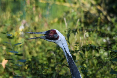 Close-up of bird perching on a tree