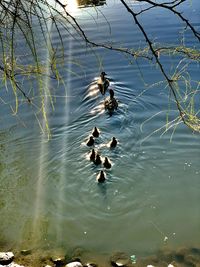 High angle view of ducks swimming in lake