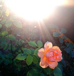 Close-up of flowering plant against bright sun