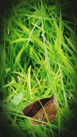 High angle view of butterfly on grass