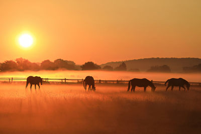Horses in a field