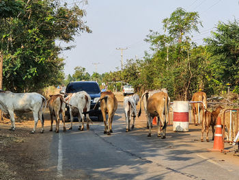 Cows grazing in the road
