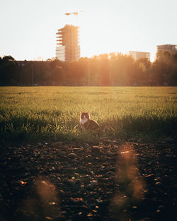 View of an animal on field