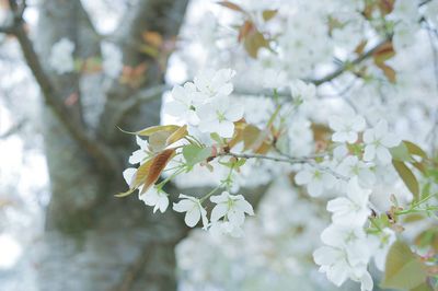 Close-up of white cherry blossoms in spring