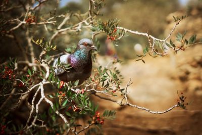 Close-up of bird perching on branch