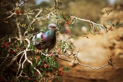 Close-up of bird perching on branch