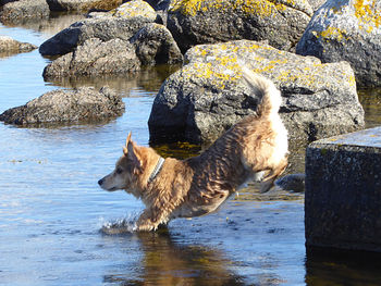 View of dog on rock