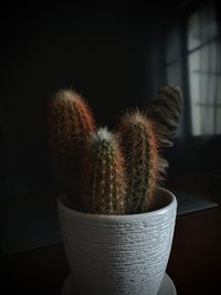 Close-up of cactus in pot at home