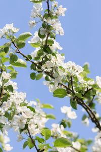 Close-up of cherry blossoms against clear sky