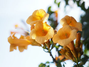 Close-up of yellow flowering plant against sky
